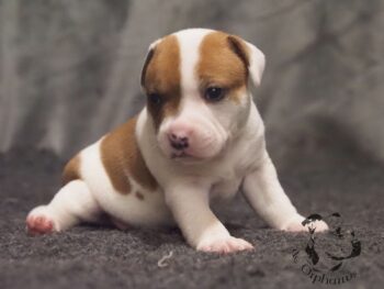 Novinky 2026 30 Novinky 2026 štěňata stafordšírského bulteriéra vrh S de Orphanus