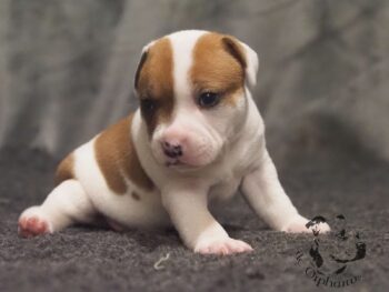 Vrh S 93 Vrh S štěňata stafordšírského bulteriéra vrh S de Orphanus