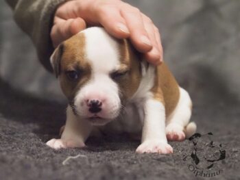 Vrh S 126 Vrh S štěňata stafordšírského bulteriéra vrh S de Orphanus