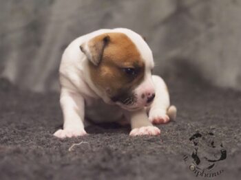 Vrh S 125 Vrh S štěňata stafordšírského bulteriéra vrh S de Orphanus