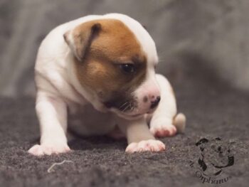 Vrh S 124 Vrh S štěňata stafordšírského bulteriéra vrh S de Orphanus