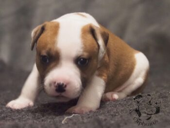 Vrh S 123 Vrh S štěňata stafordšírského bulteriéra vrh S de Orphanus