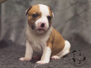 Vrh S 122 Vrh S štěňata stafordšírského bulteriéra vrh S de Orphanus