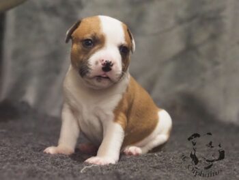 Vrh S 121 Vrh S štěňata stafordšírského bulteriéra vrh S de Orphanus