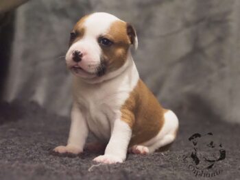 Vrh S 116 Vrh S štěňata stafordšírského bulteriéra vrh S de Orphanus