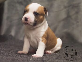 Vrh S 117 Vrh S štěňata stafordšírského bulteriéra vrh S de Orphanus