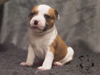 Novinky 2026 37 Novinky 2026 štěňata stafordšírského bulteriéra vrh S de Orphanus