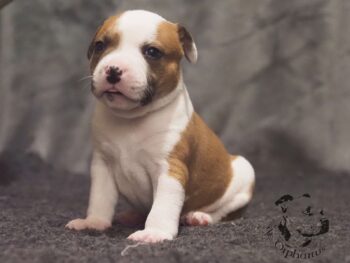 Novinky 2026 38 Novinky 2026 štěňata stafordšírského bulteriéra vrh S de Orphanus