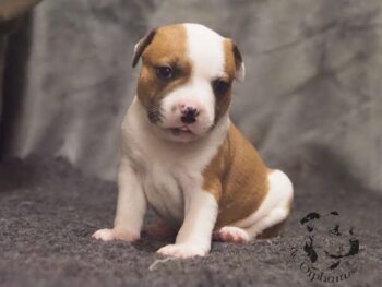 Vrh S 120 Vrh S štěňata stafordšírského bulteriéra vrh S de Orphanus