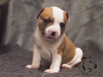 Vrh S 115 Vrh S štěňata stafordšírského bulteriéra vrh S de Orphanus