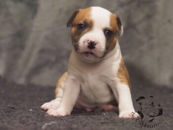 Novinky 2026 36 Novinky 2026 štěňata stafordšírského bulteriéra vrh S de Orphanus