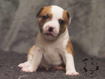 Vrh S 110 Vrh S štěňata stafordšírského bulteriéra vrh S de Orphanus