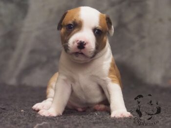 Vrh S 111 Vrh S štěňata stafordšírského bulteriéra vrh S de Orphanus