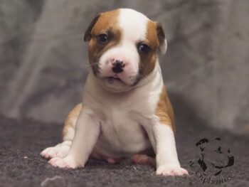 Vrh S 112 Vrh S štěňata stafordšírského bulteriéra vrh S de Orphanus