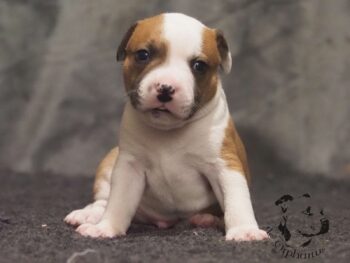 Vrh S 113 Vrh S štěňata stafordšírského bulteriéra vrh S de Orphanus