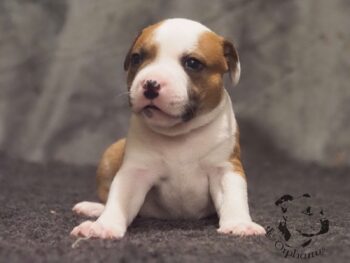 Vrh S 114 Vrh S štěňata stafordšírského bulteriéra vrh S de Orphanus