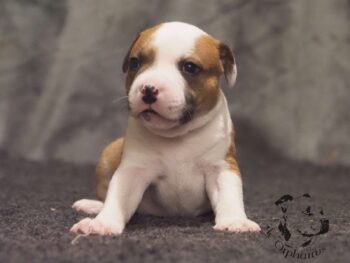 Vrh S 108 Vrh S štěňata stafordšírského bulteriéra vrh S de Orphanus