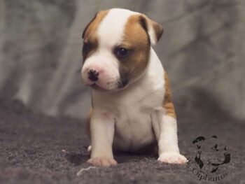 Vrh S 107 Vrh S štěňata stafordšírského bulteriéra vrh S de Orphanus