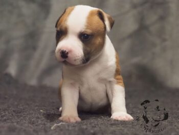 Vrh S 106 Vrh S štěňata stafordšírského bulteriéra vrh S de Orphanus