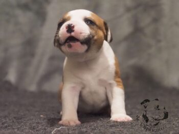 Vrh S 105 Vrh S štěňata stafordšírského bulteriéra vrh S de Orphanus