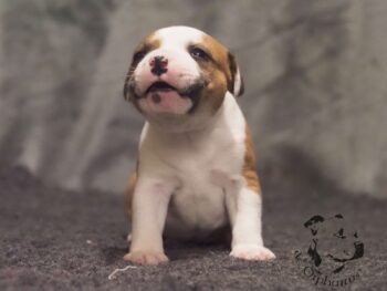 Novinky 2026 35 Novinky 2026 štěňata stafordšírského bulteriéra vrh S de Orphanus