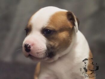 Vrh S 103 Vrh S štěňata stafordšírského bulteriéra vrh S de Orphanus