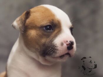 Vrh S 102 Vrh S štěňata stafordšírského bulteriéra vrh S de Orphanus