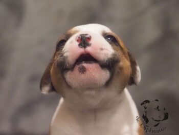 Novinky 2026 34 Novinky 2026 štěňata stafordšírského bulteriéra vrh S de Orphanus