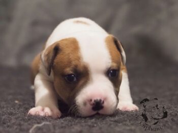 Vrh S 100 Vrh S štěňata stafordšírského bulteriéra vrh S de Orphanus