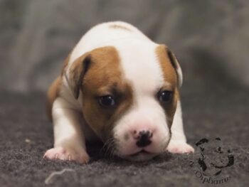 Vrh S 99 Vrh S štěňata stafordšírského bulteriéra vrh S de Orphanus