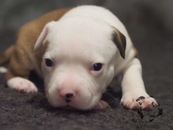 Novinky 2026 43 Novinky 2026 štěňata stafordšírského bulteriéra vrh S de Orphanus