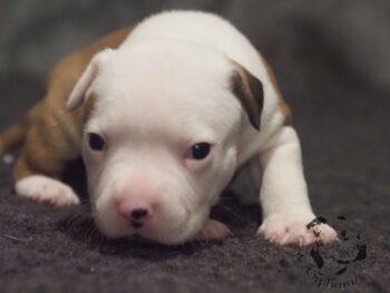 Vrh S 136 Vrh S štěňata stafordšírského bulteriéra vrh S de Orphanus