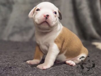 Novinky 2026 42 Novinky 2026 štěňata stafordšírského bulteriéra vrh S de Orphanus