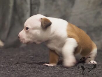 Vrh S 134 Vrh S štěňata stafordšírského bulteriéra vrh S de Orphanus