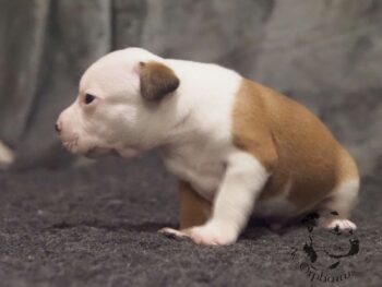 Vrh S 133 Vrh S štěňata stafordšírského bulteriéra vrh S de Orphanus