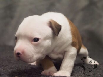 Vrh S 132 Vrh S štěňata stafordšírského bulteriéra vrh S de Orphanus