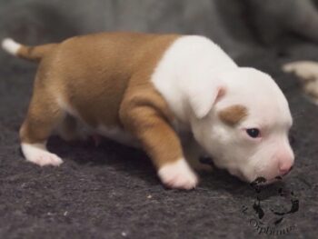 Vrh S 131 Vrh S štěňata stafordšírského bulteriéra vrh S de Orphanus