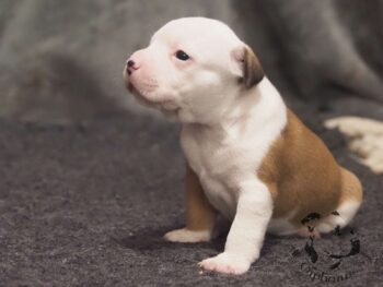 Novinky 2026 41 Novinky 2026 štěňata stafordšírského bulteriéra vrh S de Orphanus