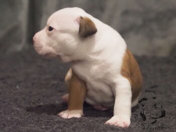 Vrh S 129 Vrh S štěňata stafordšírského bulteriéra vrh S de Orphanus