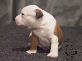 Novinky 2026 40 Novinky 2026 štěňata stafordšírského bulteriéra vrh S de Orphanus