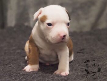 Novinky 2026 39 Novinky 2026 štěňata stafordšírského bulteriéra vrh S de Orphanus