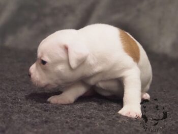 Vrh S 159 Vrh S štěňata stafordšírského bulteriéra vrh S de Orphanus