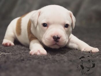 Vrh S 160 Vrh S štěňata stafordšírského bulteriéra vrh S de Orphanus