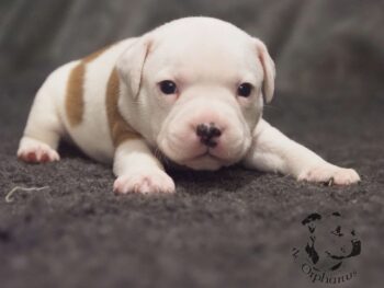 Vrh S 158 Vrh S štěňata stafordšírského bulteriéra vrh S de Orphanus