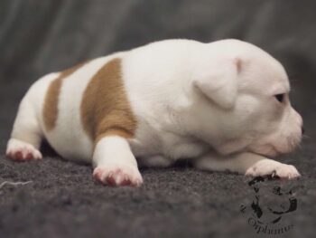 Vrh S 152 Vrh S štěňata stafordšírského bulteriéra vrh S de Orphanus