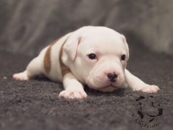 Vrh S 153 Vrh S štěňata stafordšírského bulteriéra vrh S de Orphanus