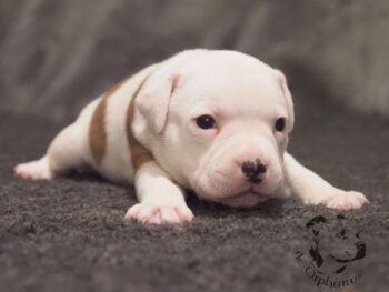 Novinky 2026 47 Novinky 2026 štěňata stafordšírského bulteriéra vrh S de Orphanus