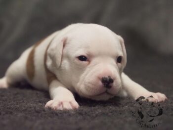 Vrh S 155 Vrh S štěňata stafordšírského bulteriéra vrh S de Orphanus