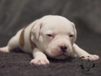 Vrh S 156 Vrh S štěňata stafordšírského bulteriéra vrh S de Orphanus