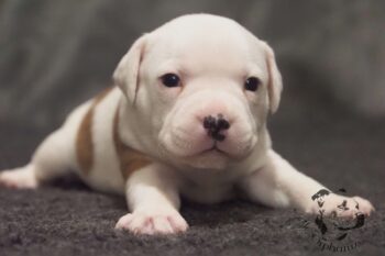 Novinky 2026 46 Novinky 2026 štěňata stafordšírského bulteriéra vrh S de Orphanus